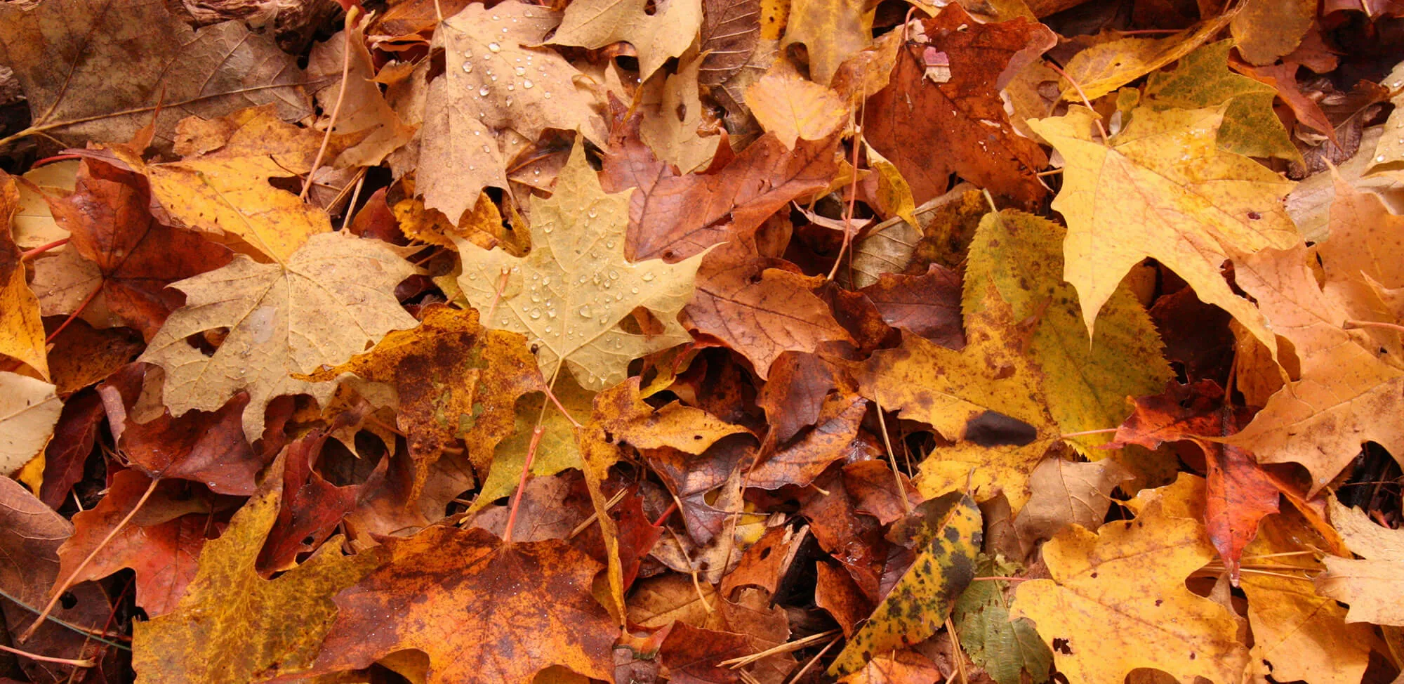 Fall leaves